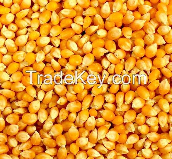 Yellow Corn