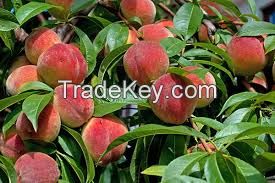 Fresh Peaches for sale