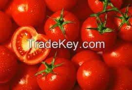 Fresh Cherry Tomato for sale