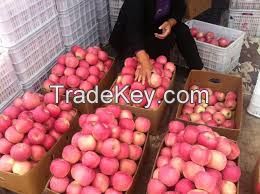 Red Delicious Fuji Apples for sale