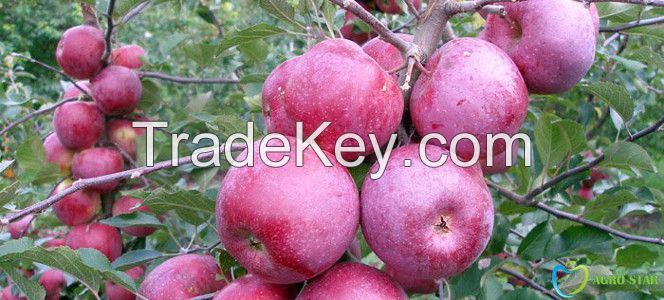 Florina apples