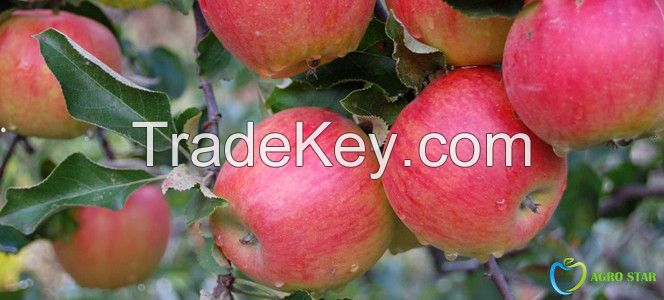 Jonagold apples