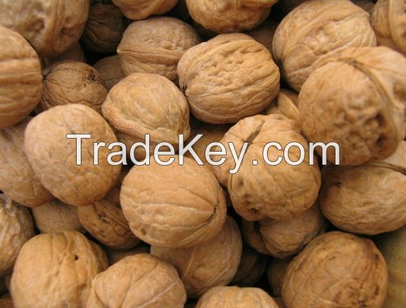 Walnut