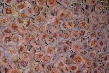 we can supply Dried persimmon
