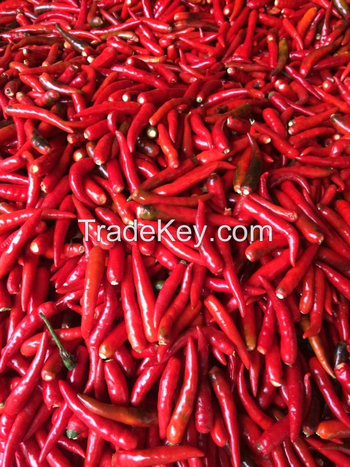 Fresh Chili - Vietnam - Best Price