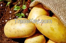 fresh potatoes 