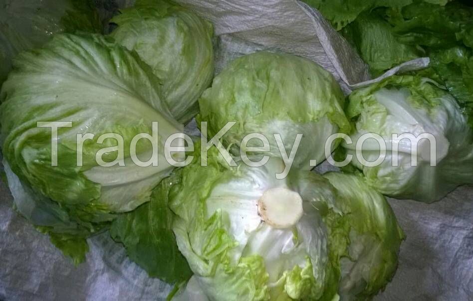 Lettuce Iceberg