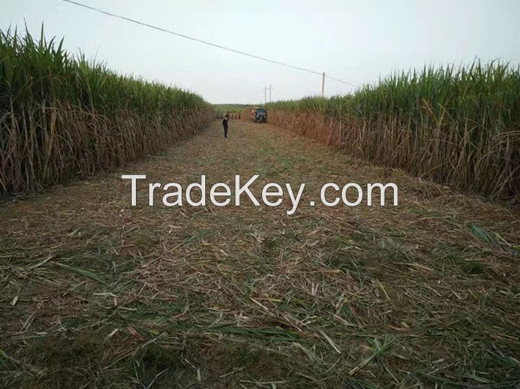 1 row harvester combine type sugar cane harvesting machine for big farm 