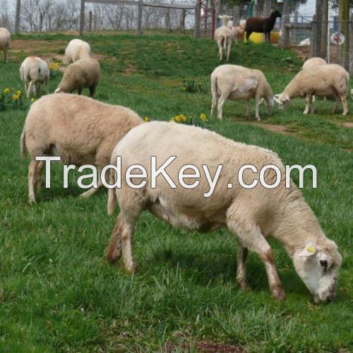 Livestock (Cow,Bull,Cattle,Sheep,Goat Etc)