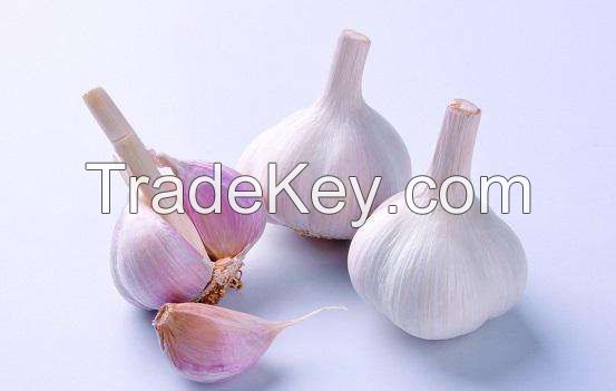 garlic,normal white,4.5cm