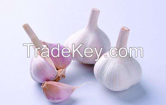 garlic,normal white,5.0cm