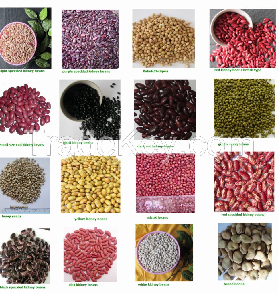 Kidney Beans