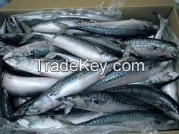 300-500g Best Quality Frozen Pacific Mackerel Fish
