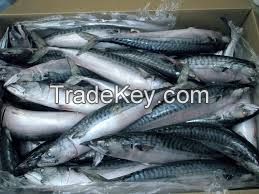  Frozen Horse Mackerel Whole Round (Fish) 