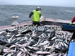 300-500g Best Quality Frozen Pacific Mackerel Fish
