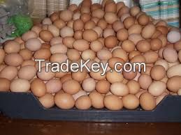 Farm Fresh Chicken Table Eggs Brown and White Shell Chicken Eggs