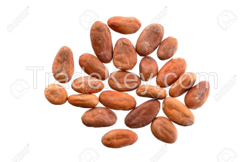 Cocoa beans