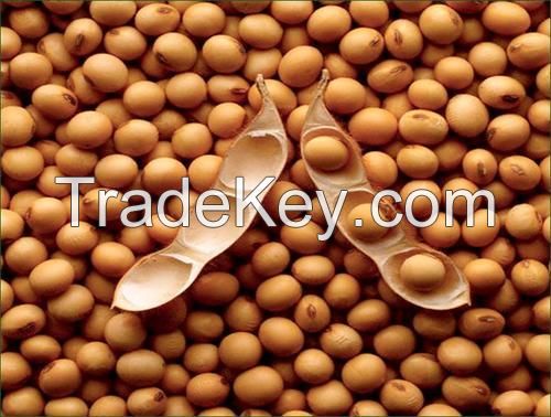 Cheap Soyabean for sale NOW AVAILABLE 