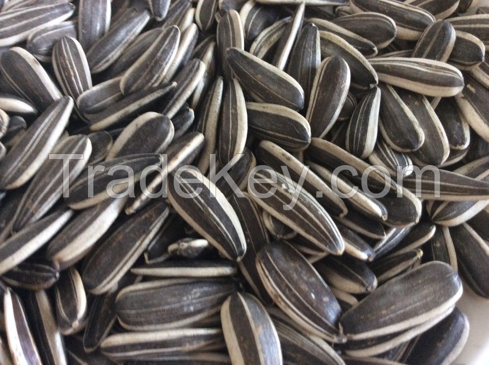 Sunflower seeds Grade I for sale NOW AVAILABLE 