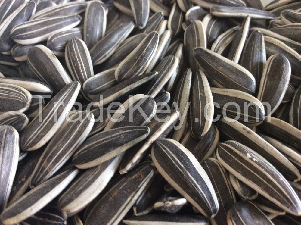 Sunflower seeds Grade I for sale NOW AVAILABLE 