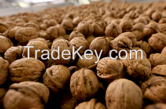 Almonds , Cashew, Macadamia , walnuts, hazlenuts  and more for exports.