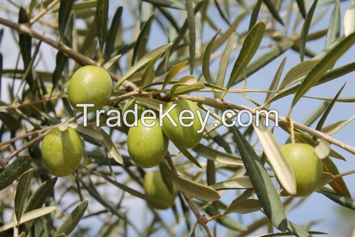 Olive Leaf Extract / Oleuropein
