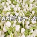 Jasmine Cut Flowers