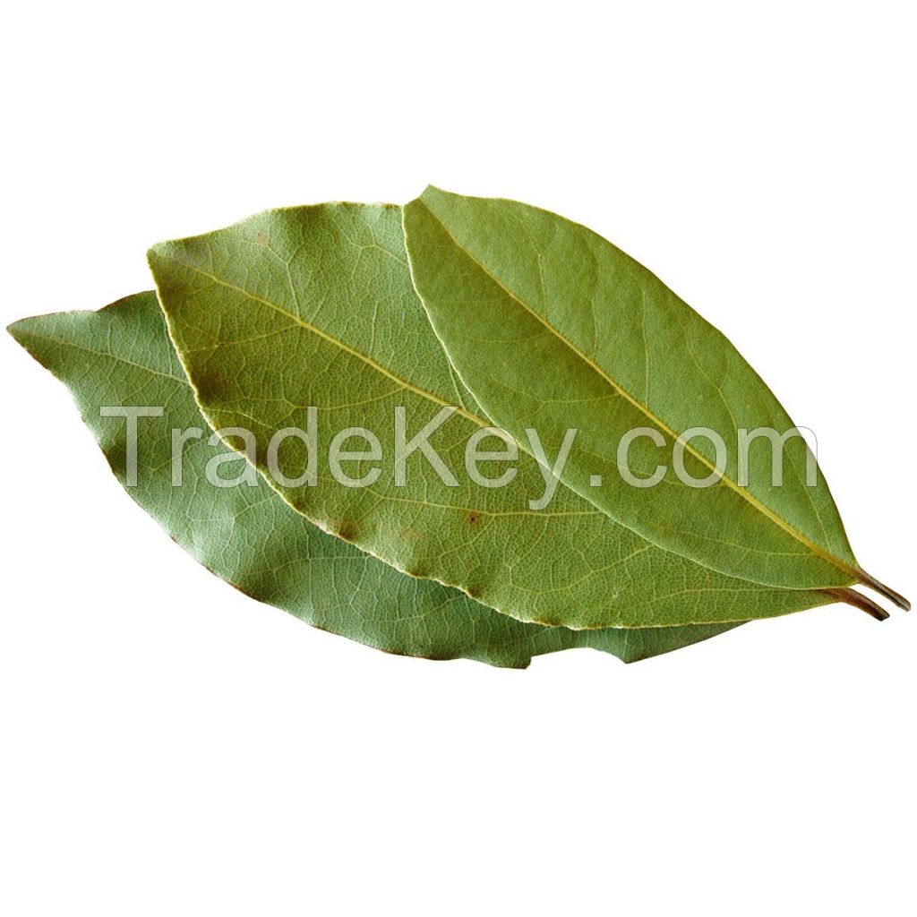 Tuna Project: Turkish Laurel Leaves