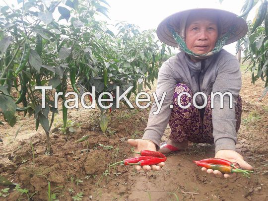 Dried chili product with Best price Vietnam