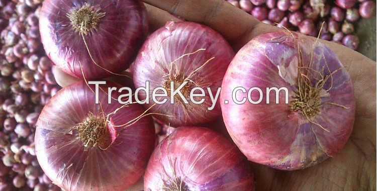 organic fresh onion exporters of fresh onion wholesale fresh onion