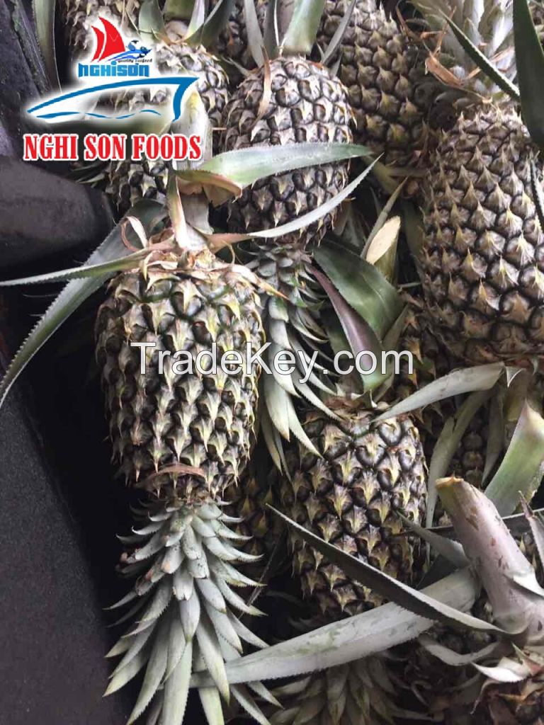 FRESH PINEAPPLE (Whatsapp: +84 986 365 621)