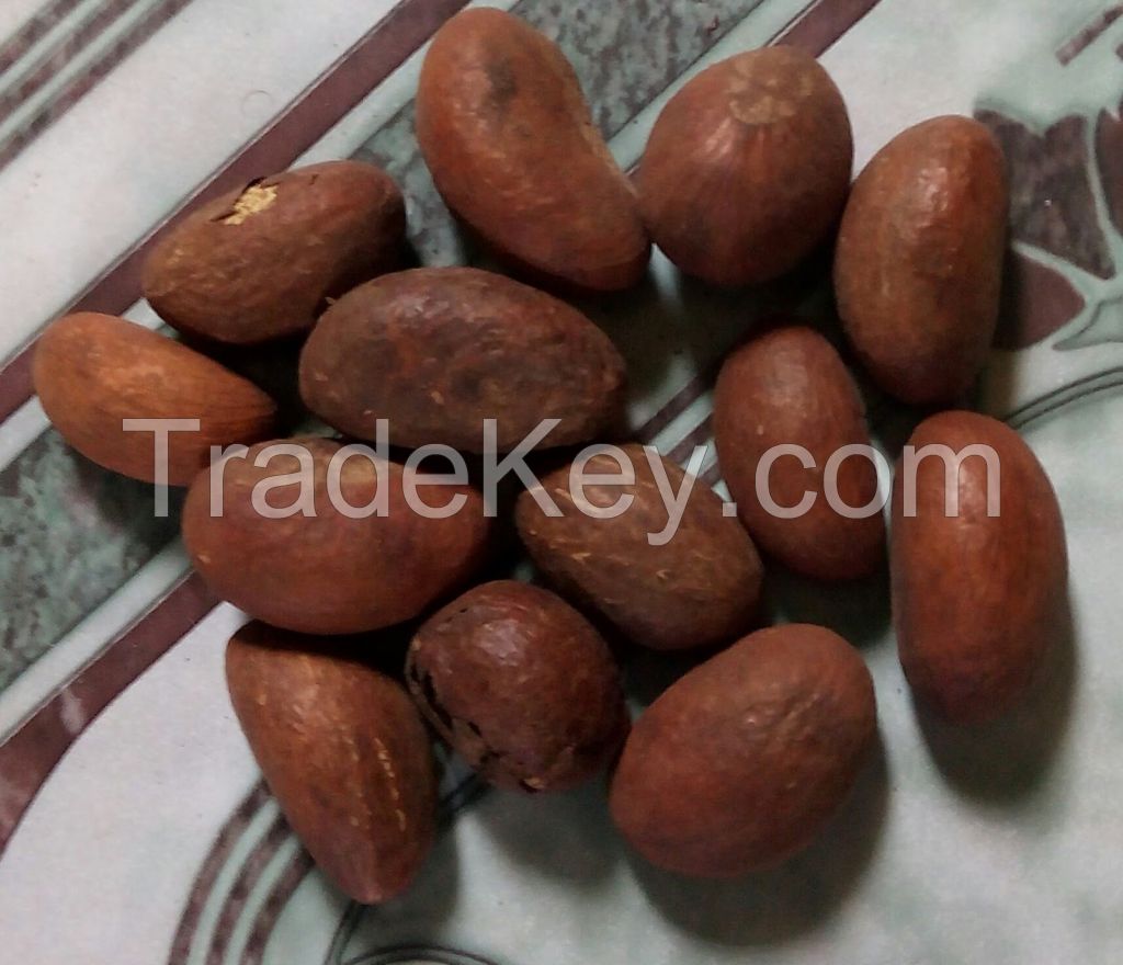 Bitter kola Nut