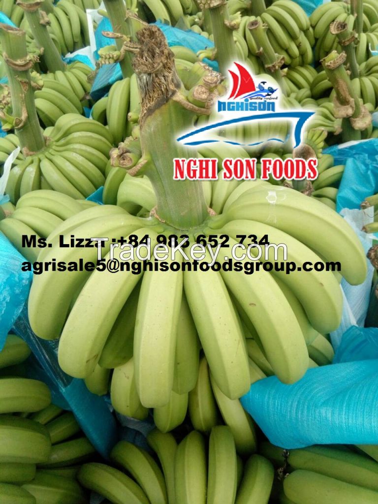 HIGH QUALITY FRESH CAVENDISH BANANA 200 MT/WEEK LOW PRICE