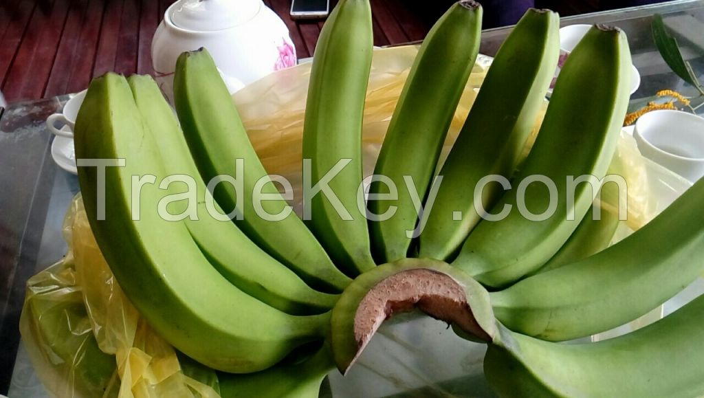 FRESH CAVENDISH BANANA 200 MT/WEEK LOW PRICE