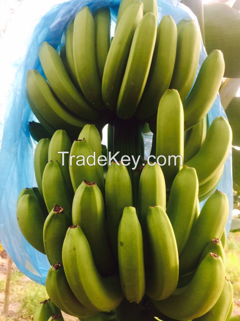 FRESH CAVENDISH BANANA 200 MT/WEEK LOW PRICE