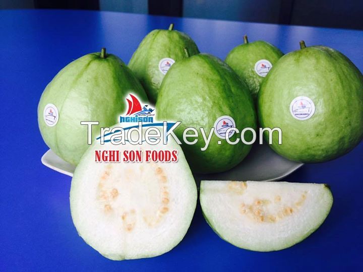 FRESH GUAVA HIGHEST QUALITY LOW PRICE