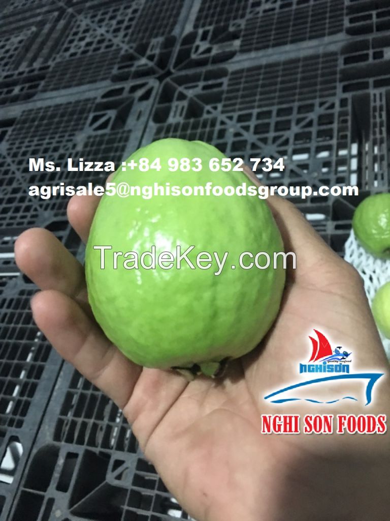 FRESH GUAVA HIGHEST QUALITY LOW PRICE