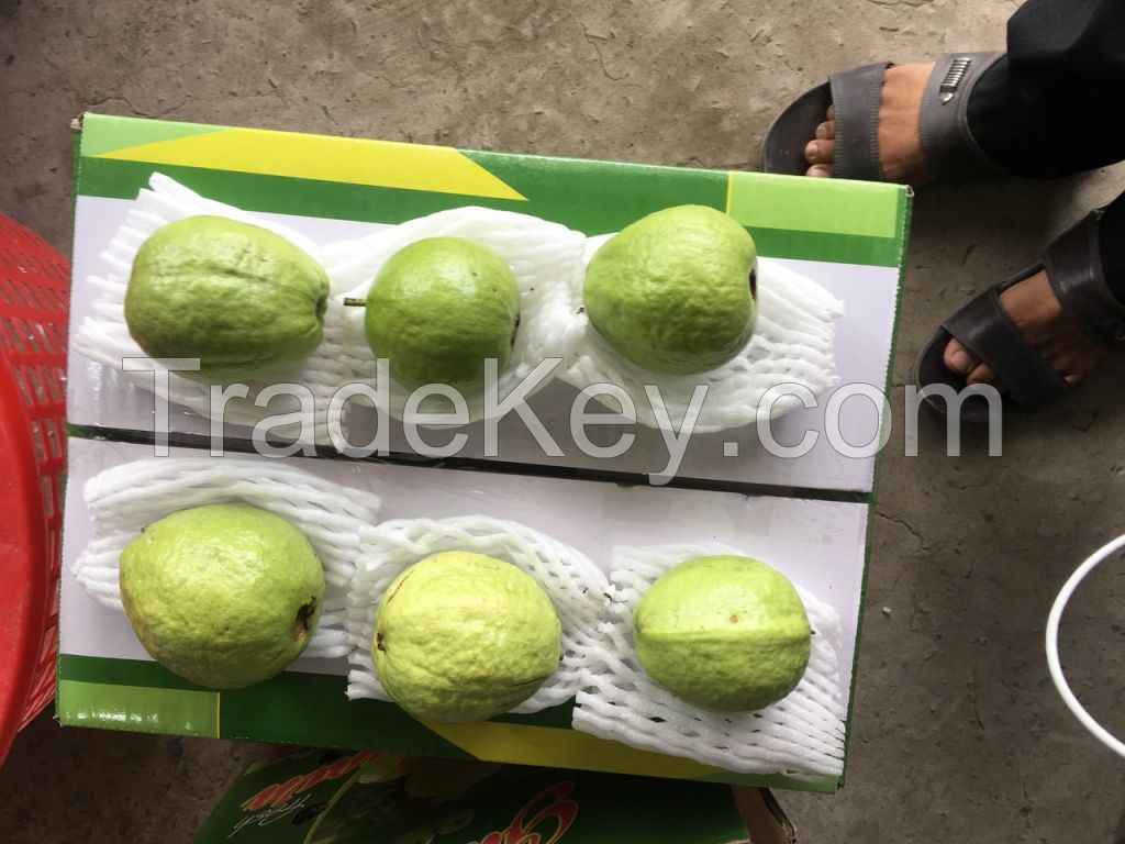 FRESH GUAVA HIGHEST QUALITY LOW PRICE