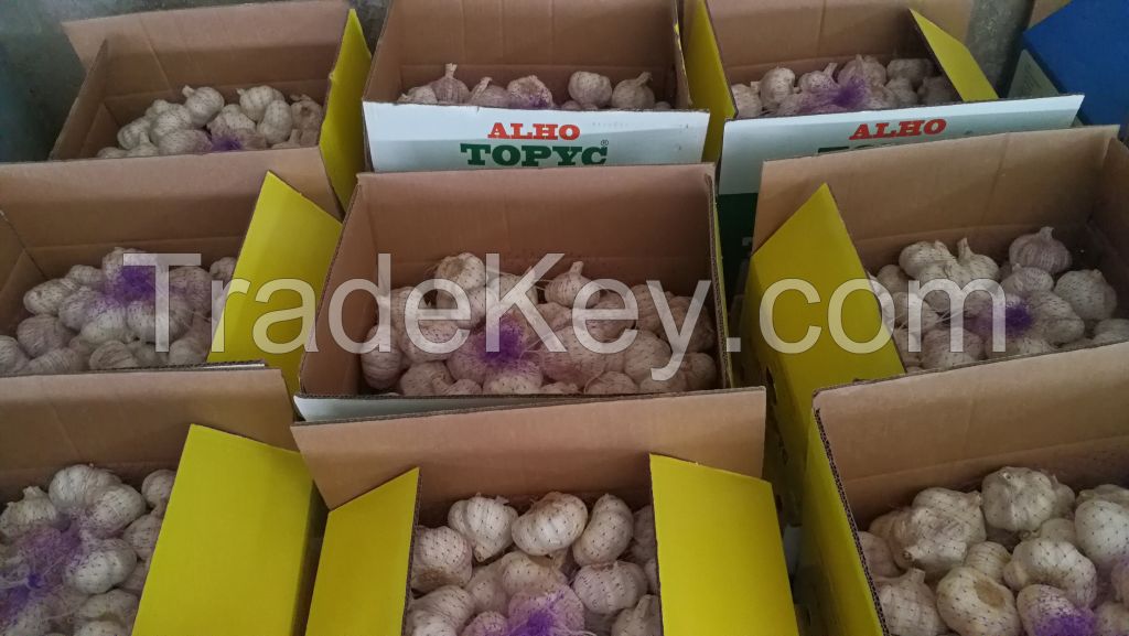 china fresh garlic