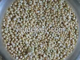 Pearl (Bajra) Millet ( Botanical Name - Pennisetm Typhoideum)