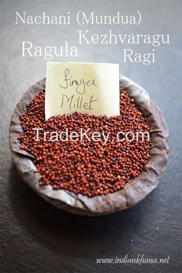 Finger Millets ( Botanical Name - Eleusine Coracona )