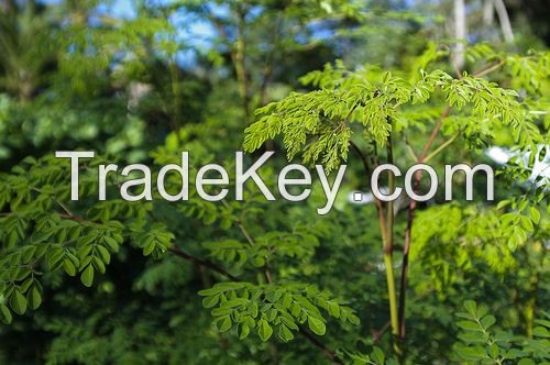 Moringa Bulk Leaf Leaves Powder Extract