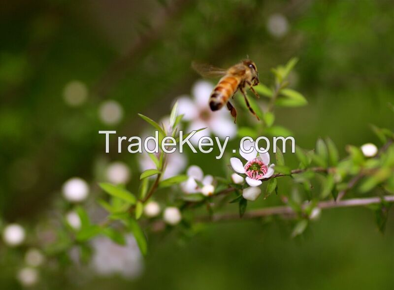 New Zealand Manuka Honey