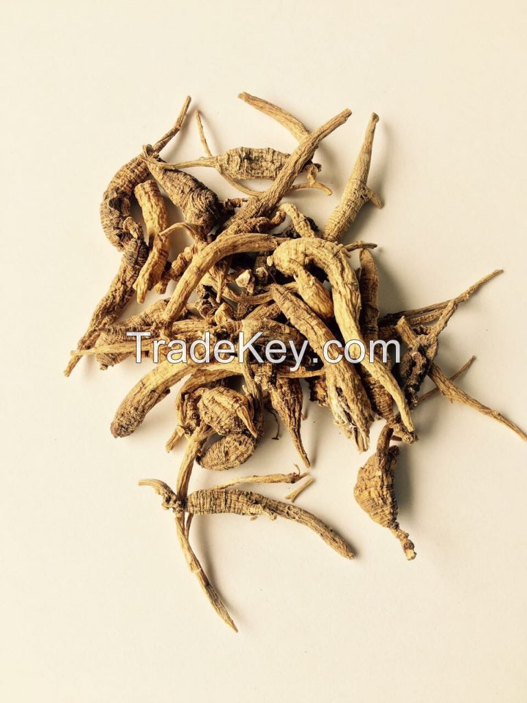 Wild Grown American Ginseng