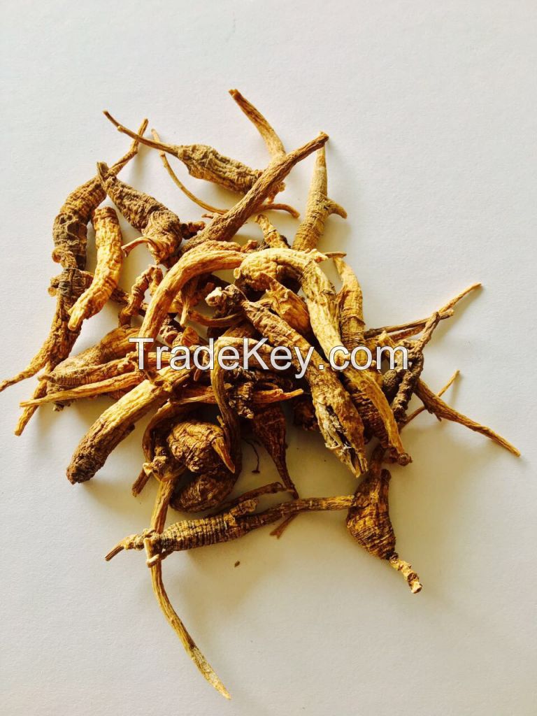 Wild Grown American Ginseng