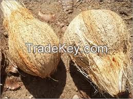 Semi Husked Coconuts