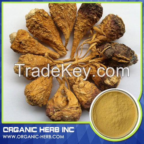 Maca Extract Powder