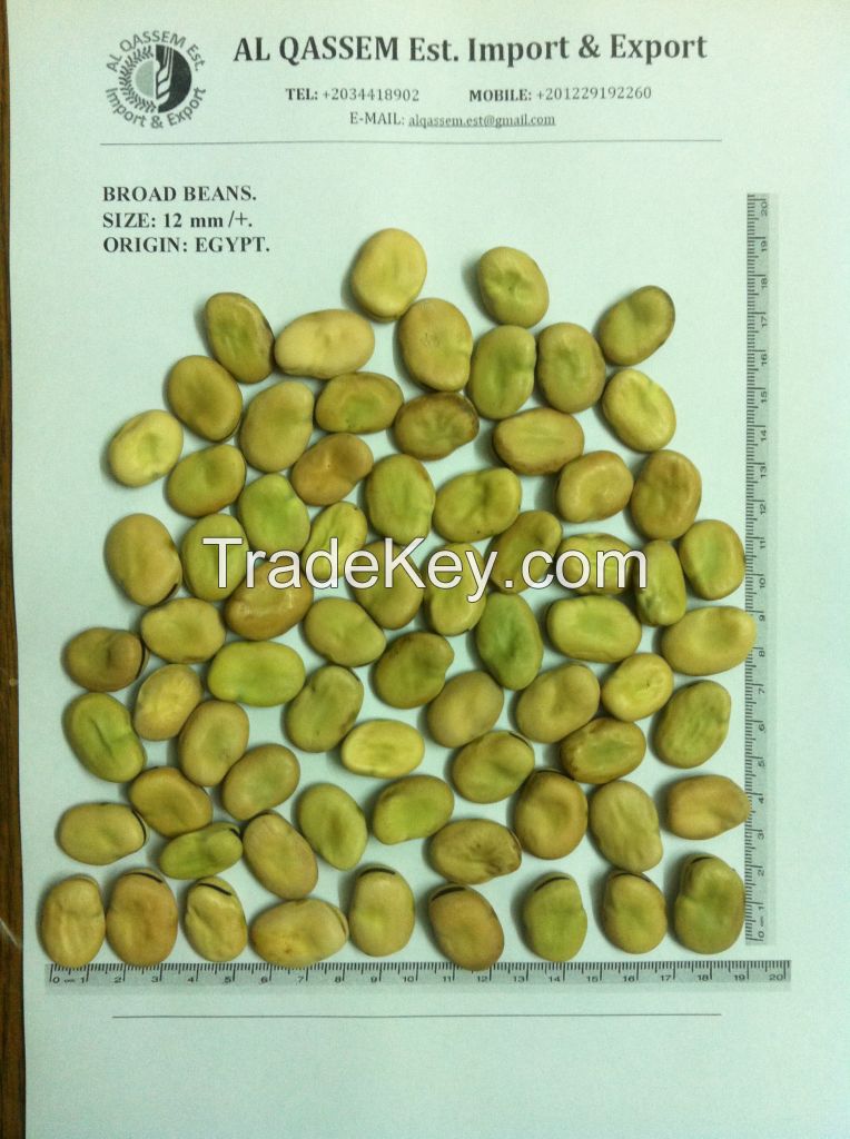 Broad Beans