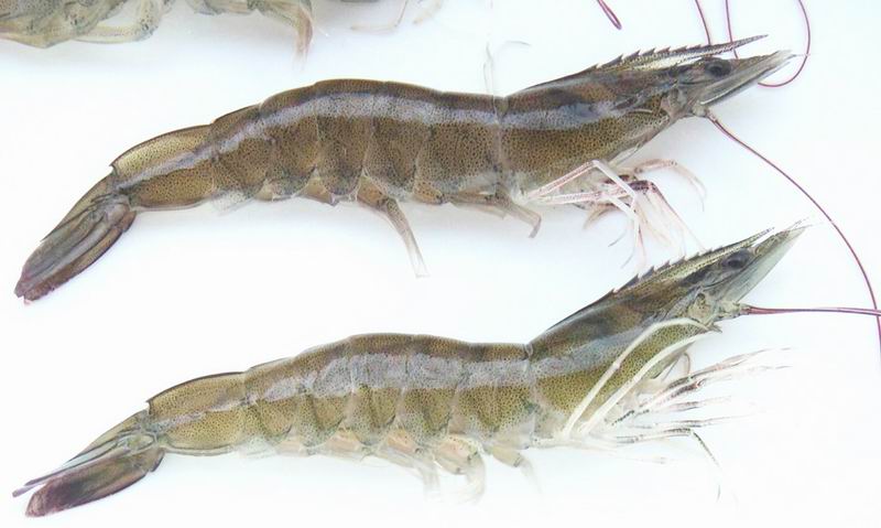 Penaeus Vannamei(white shrimp)