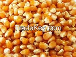 Yellow Corn Animal Feed